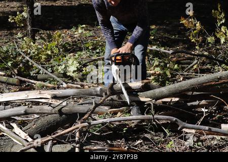 Immagine di una motosega arancione nelle mani di un boscaiolo, alberi segati, tronchi. Foto Stock