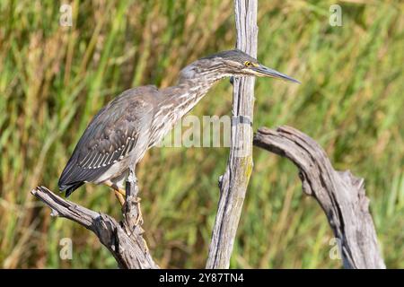 Heron verde o Heron striato (Butorides striata) giovanile arroccato su un punto panoramico nelle zone umide Foto Stock