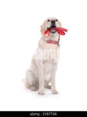 Adorabile cane Golden Retriever che tiene il guinzaglio in bocca su sfondo bianco. E' ora di camminare Foto Stock