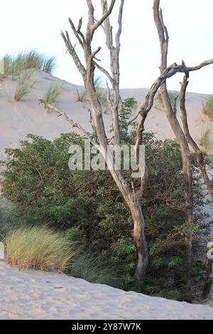 Disastro ecologico: Foresta di pini distrutta dai grandi incendi del luglio 2022 sulla Dune du Pilat in Gironde, nel sud-ovest della Francia. Di più Foto Stock