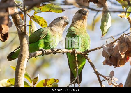 Pappagallo dalla testa castana (Poicephalus cryptoxanthus) che si nutre di salviette piangenti, Kruger National Park, Sudafrica Foto Stock