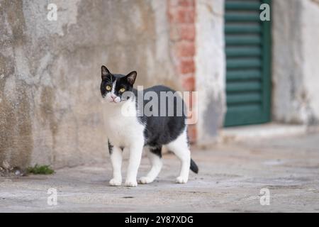 Gatto domestico con capelli corti bianchi e neri che cammina per strada. Bicolor noto anche come gatto del smoking a Venezia. Strada stretta a Venezia Foto Stock