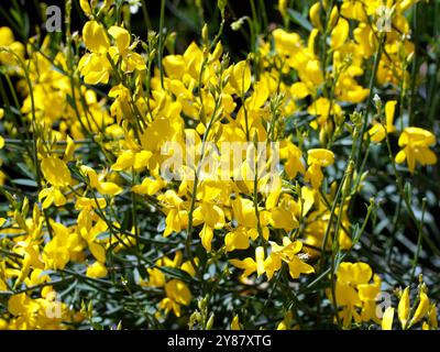 Scopa spagnola, scopa di corsa o scopa di tessitore, Pfriemenginster, spartier à tiges de jonc, Spartium junceum, jeneszter, Ungheria, Europa Foto Stock