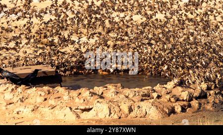 Stormo di uccelli che volano e bevono acqua in una pozza d'acqua nel Kgalagadi Transborder Park, Sudafrica Foto Stock