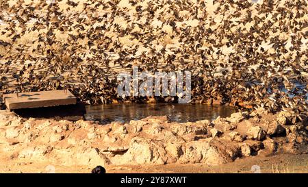 Stormo di uccelli che volano e bevono acqua in una pozza d'acqua nel Kgalagadi Transborder Park, Sudafrica Foto Stock