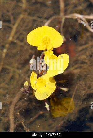 Erba vescica maggiore, Gewöhnlicher Wasserschlauch, Utriculaire commune, Utricularia vulgaris, közönséges rence, Ungheria, Magyarország, Europa Foto Stock