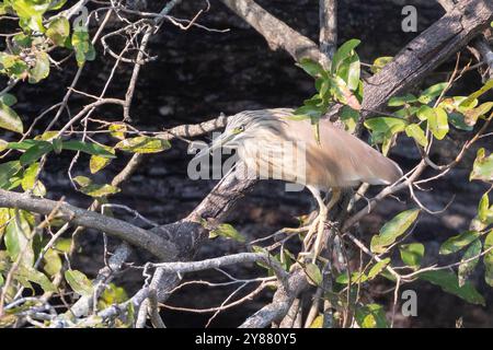 Squacco Heron (Ardeola ralloides) arroccato su un albero sopra l'acqua al tramonto, Limpopo, Sudafrica Foto Stock