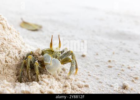 Il granchio fantasma cornuto o il granchio fantasma dagli occhi di corno si trova sulla sabbia bianca costiera dell'isola di Praslin, Seychelles. Ocypode verde Ceratophthalmus Foto Stock