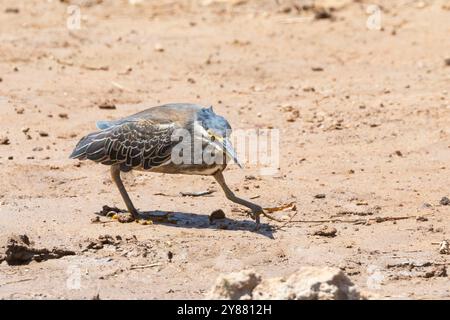 Heron (Butorides striata) immaturo con dorso verde o striato preda di stalking sulle distese fangose, Limpopo, Sudafrica Foto Stock