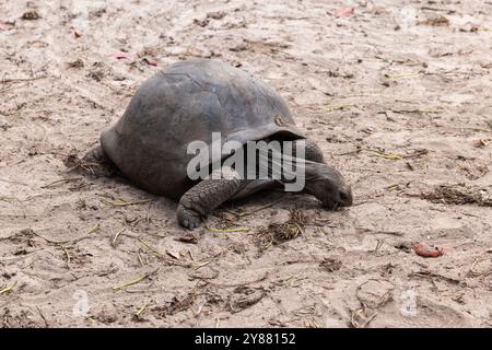 Tartaruga gigante selvaggia di aldabra che strizza per terra. Aldabrachelys gigantea Foto Stock