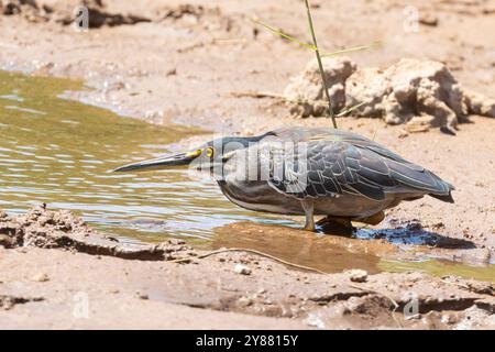 Heron (Butorides striata) con dorso verde o striato, giovane accovacciato in basso sulla pesca delle buche d'acqua, Limpopo, Sud Africa Foto Stock