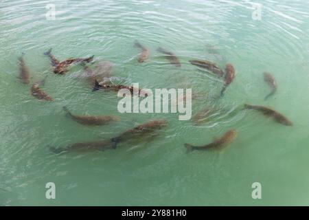 Il gregge di carpe è in acqua blu, foto ravvicinata con messa a fuoco selettiva Foto Stock