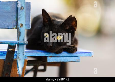 Il gatto nero è sulla panchina blu per strada, foto da vicino Foto Stock