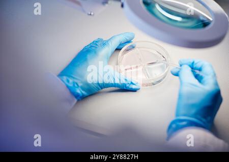 Vista dall'alto delle mani non riconoscibili dello scienziato clinico nei guanti medici, posizionamento del materiale su una piastra di Petri con contagocce sul tavolo del laboratorio, spazio di copia Foto Stock