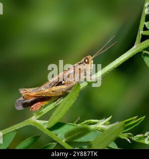 Una cavalletta di campo piccola matura, Chorthippus mollis, che riposa. Primo piano e ben focalizzato con uno sfondo sfocato. Foto Stock