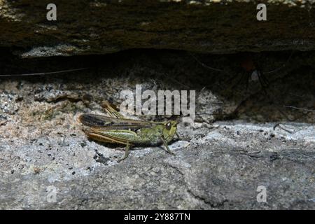 Una cavalletta maturo di campo di piccole dimensioni in uno spazio vuoto in una parete. Le altre gambe nell'immagine appartengono a Harvestmen che vivono sotto la sporgenza. Foto Stock