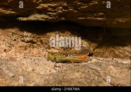 Una cavalletta di campo ben concentrata, Chorthippus brunneus, in un vuoto in un vecchio muro. Le gambe che vedete appartengono a Harvestmen che si nascondono più lontano nel vuoto. Foto Stock