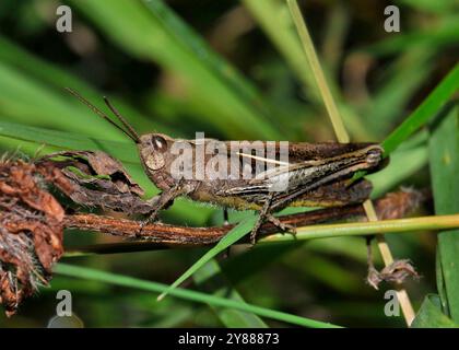 Una vista laterale di una cavalletta di campo comune, Chorthippus brunneus, che guarda leggermente verso la telecamera. E' in primo piano e ben concentrato. Foto Stock