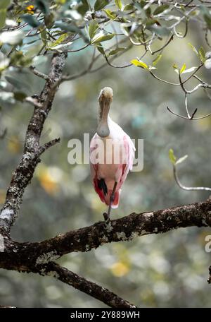 Roseate Spoonbill (Platalea ajaja) della Costa Rica Foto Stock