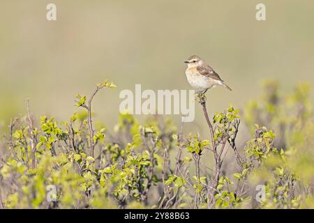 Stonechat siberiana (Saxicola maurus) arroccata su un ramoscello. Foto Stock