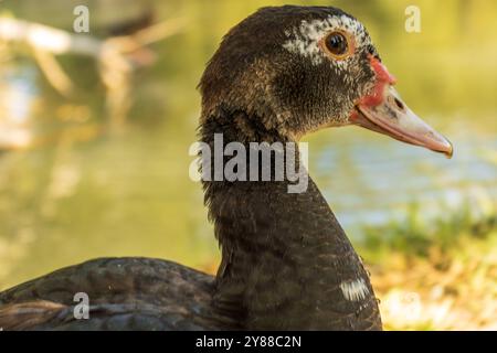 Questa immagine cattura un primo piano della testa e del collo di un'anatra moscovita, evidenziando il suo distintivo contrassegno rosso intorno all'occhio e il becco rosato. Foto Stock