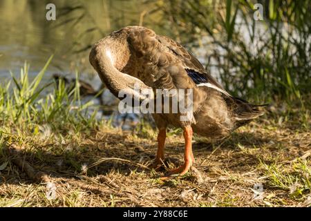 Questa immagine cattura un'anatra corridore indiano in piedi sull'erba vicino a un corpo d'acqua, che si prepara. Foto Stock