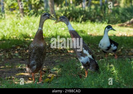 Questa immagine cattura tre anatre Runner indiane sull'erba, con due di loro rivolte l'una verso l'altra in primo piano Foto Stock