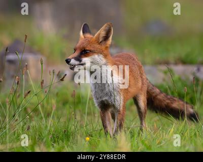 Giovane volpe rossa piena di carattere [vulpes volpes] Foto Stock