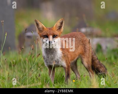 Giovane volpe rossa piena di carattere [vulpes volpes] Foto Stock