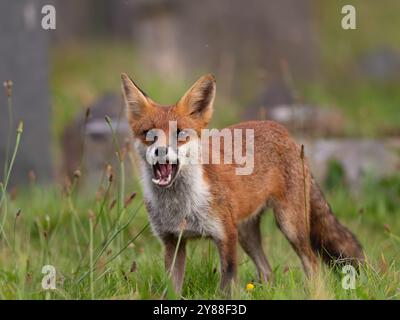 Giovane volpe rossa piena di carattere [vulpes volpes] Foto Stock