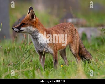 Giovane volpe rossa piena di carattere [vulpes vulpes] a Bristol nel Regno Unito Foto Stock