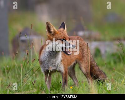 Giovane volpe rossa piena di carattere [vulpes vulpes] a Bristol nel Regno Unito Foto Stock