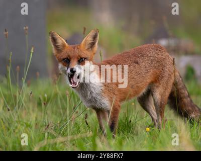 Giovane volpe rossa piena di carattere [vulpes vulpes] a Bristol nel Regno Unito Foto Stock
