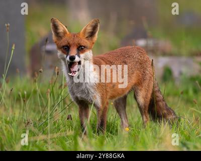 Giovane volpe rossa piena di carattere [vulpes volpes] Foto Stock