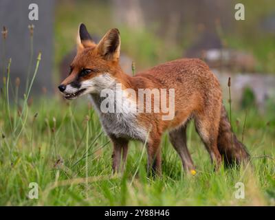 Giovane volpe rossa piena di carattere [vulpes vulpes] a Bristol nel Regno Unito Foto Stock