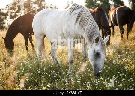 Mandria di cavalli che pascolano l'erba sul pascolo. Cavallo bianco sul prato estivo Foto Stock