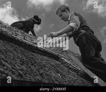 Steeplejack Dog -- il signor John Jefford, un Thatcher per canne di Norfolk di Great Yarmouth, ha un insolito assistente il suo cane Karah. Sono raffigurati lavorando insieme su un tetto a Kinver, lo Staffordishire Karah sale su e giù per le ripide scale angolate con Once e ***** si siede sulla cresta del tetto per "mettere a mano" i materiali per la sua materia. 15 luglio 1954. (Foto di Reuterphoto). Foto Stock