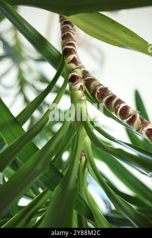 Primo piano di rami e foglie di un albero di Yucca Gigantea, con sfondo sfocato Foto Stock