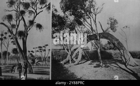 Declaration Tree, South Australia, 1836 e 1921. L'immagine a sinistra dell'albero gengivale di Glenelg, sotto la quale il governatore Hindmarsh proclamò l'Australia meridionale una provincia dell'Impero britannico, il 28 dicembre 1836, è presa da una foto della biblioteca dell'Istituto disegnata da John Michael Skipper nel 1837 e presentata da Miss S. Adelaide Gonger l'immagine a otto bande proviene da una fotografia dell'albero che oggi è stata inviata a casa dal maggiore J.R. Boose. 13 luglio 1935. Foto Stock