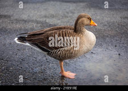 Uccello migratorio dell'oca Greylag (Anser anser) con piumaggio marrone e becco d'arancia, Islanda. Foto Stock
