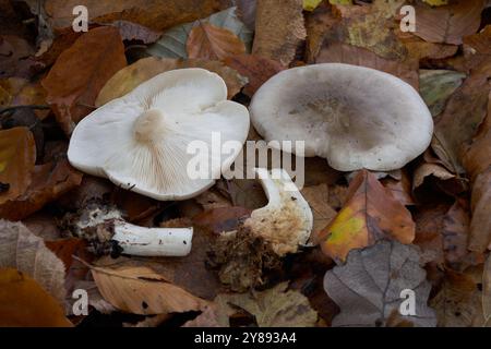 Fungo commestibile Clitocybe nebularis nelle foglie. Noto come Clitocybe o Cloudy Funnelcap. Funghi selvatici nella foresta di faggi. Foto Stock