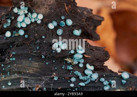 Fungo non commestibile Chlorociboria aeruginosa sul legno. Conosciuto come Turquoise Elfcup. Funghi selvatici nella foresta di faggi. Foto Stock