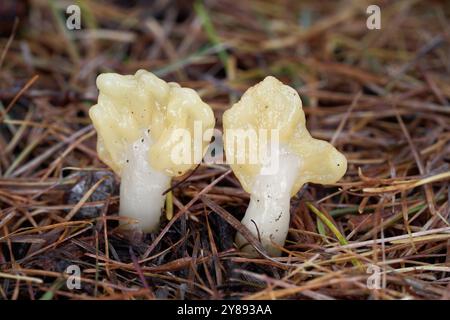 Fungo commestibile Spathularia flavida negli aghi. Noto come ventola gialla. Funghi gialli selvatici nella foresta di larici. Foto Stock