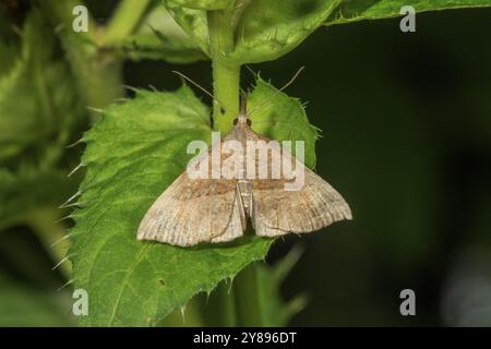 Gufo a becco d'ortica (Hypena proboscidalis) seduto su una foglia verde in natura, Baden-Wuerttemberg, Germania, Europa Foto Stock