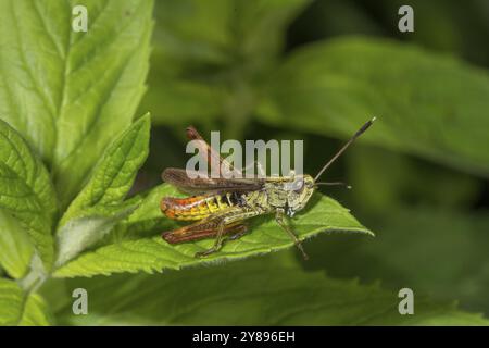 Grasshopper Rufous (Gomphocerippus rufus) maschio seduto su una foglia verde in un ambiente naturale, Baden-Wuerttemberg, Germania, Europa Foto Stock