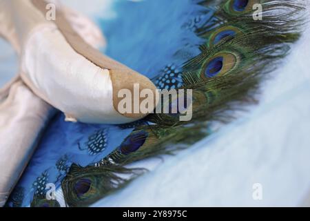 Scarpe da balletto, scarpe pointe su piume di pavone, STILL Life, scarpe da ballo rivestite con raso di colore rosa chiaro, suola in pelle, studio, Germania, Europa Foto Stock