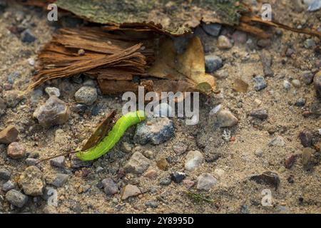 Un bruco verde sul sentiero nel parco Foto Stock