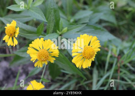 Fiori comuni di starnuti a Linne Woods a Morton Grove, Illinois Foto Stock