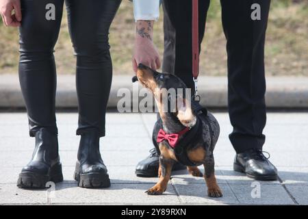ritratto di un cane carino accanto alle gambe dei suoi proprietari sul marciapiede Foto Stock