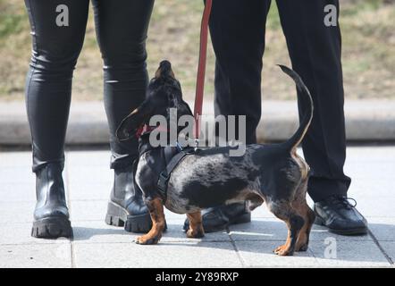 ritratto di un cane carino accanto alle gambe dei suoi proprietari sul marciapiede Foto Stock